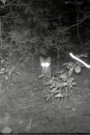 Felis silvestris