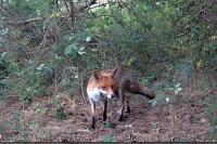 Vulpes vulpes