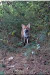 Vulpes vulpes