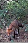 Vulpes vulpes