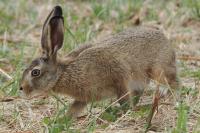 Lepus europaeus