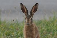 Lepus europaeus