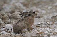 Lepus europaeus