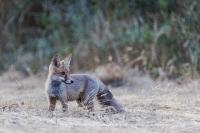 Vulpes vulpes