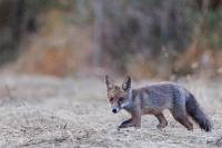 Vulpes vulpes