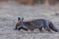 Vulpes vulpes