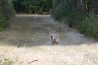 Lepus europaeus