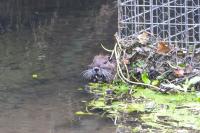 Myocastor coypus