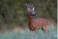 Capreolus capreolus