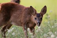 Capreolus capreolus
