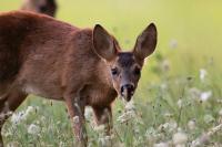 Capreolus capreolus