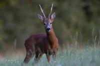 Capreolus capreolus
