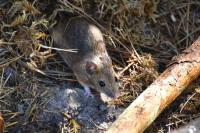 Apodemus sylvaticus