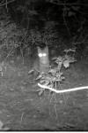 Felis silvestris