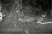 Felis silvestris