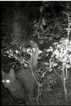 Felis silvestris