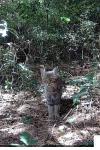Felis silvestris