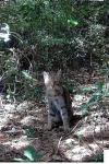 Felis silvestris