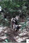 Felis silvestris