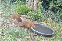 Sciurus vulgaris