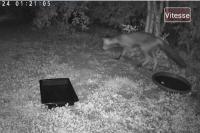 Vulpes vulpes