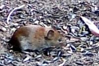 Clethrionomys glareolus