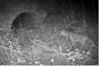 Vulpes vulpes