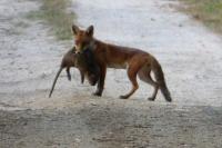 Vulpes vulpes