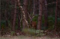 Cervus elaphus