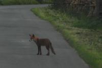 Vulpes vulpes