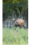 Cervus elaphus