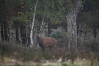 Cervus elaphus
