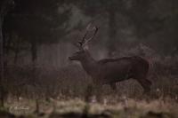 Cervus elaphus