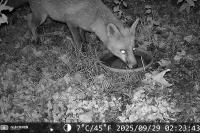 Vulpes vulpes