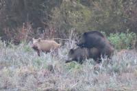 Sus scrofa