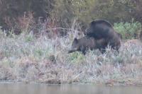 Sus scrofa
