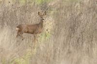 Capreolus capreolus