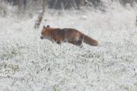 Vulpes vulpes