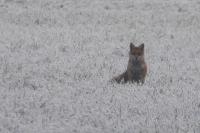 Vulpes vulpes