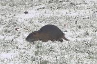 Myocastor coypus