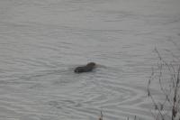 Myocastor coypus