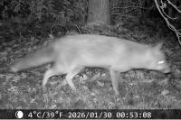 Vulpes vulpes