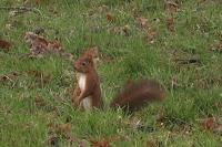 Sciurus vulgaris