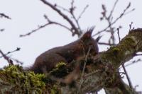 Sciurus vulgaris