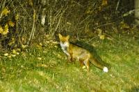 Vulpes vulpes