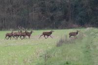 Cervus elaphus