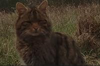 Felis silvestris