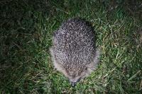Erinaceus europaeus