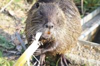 Myocastor coypus