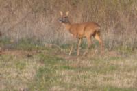 Capreolus capreolus